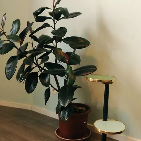 Cozy Corner Apartman