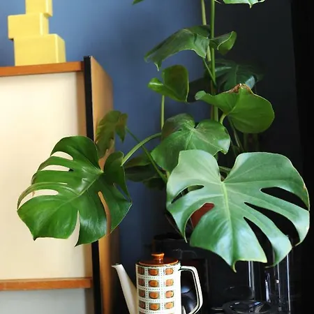 Apartman Cozy Corner